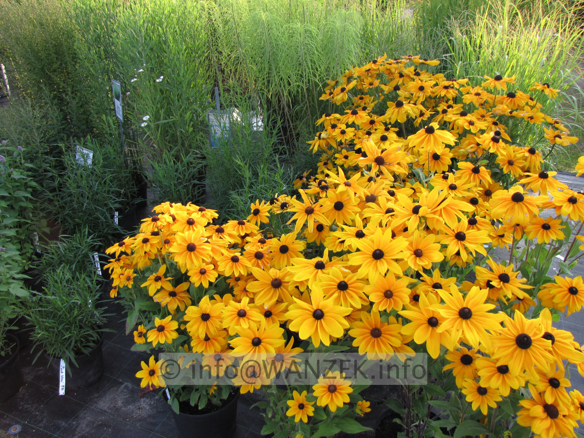 Rudbeckia hirta Indian Summer 05.JPG